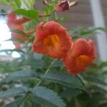 Tecoma fulva Λουλούδι