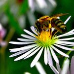 Symphyotrichum lanceolatum Frunză