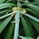 Podocarpus henkelii Kvet