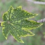 Dombeya acutangula Лист