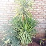 Yucca aloifolia Fulla