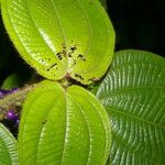 Miconia crenulata Blad