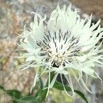 Centaurea cheiranthifolia Blodyn