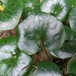 Asarum europaeum 葉