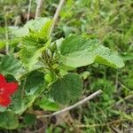 Hibiscus aponeurus Leaf