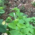 Mirabilis longiflora Blad