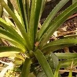 Bromelia balansae Fuelha