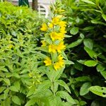 Lysimachia punctataÇiçek