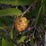 Morinda royoc Fruit