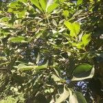 Terminalia phanerophlebia Leaf