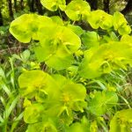 Euphorbia amygdaloides Other