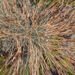 Dianthus pungens Habitus