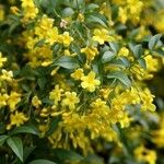 Jasminum humile Flor