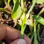 Pontederia vaginalisΛουλούδι