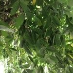 Sophora japonica Leaf