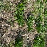 Solidago sempervirens Folla