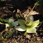Helleborus viridis Flower