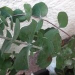 Eucalyptus pulverulenta Blad