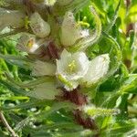 Campanula thyrsoides 花