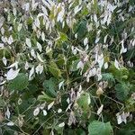 Lunaria rediviva Fruit