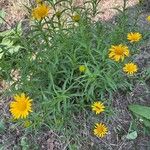 Buphthalmum salicifoliumFlower