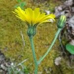 Hieracium glaucinum Flor