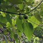 Vernicia fordii Fruit