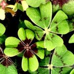 Oxalis tetraphylla 葉