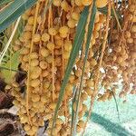 Arecaceae