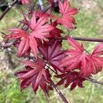 Acer palmatumFolha