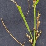 Scleria gaertneri Other