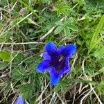 Gentiana alpinaFleur