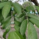 Lonchocarpus punctatus Leaf