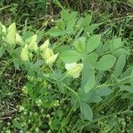 Baptisia bracteata Habit