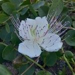 Capparis orientalis Květ