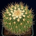 Stenocactus ochoterenianus Агульны выгляд