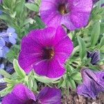 Petunia × atkinsiana Flower