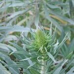 Echium virescens Foglia