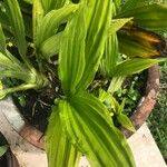 Calanthe triplicata Leaf