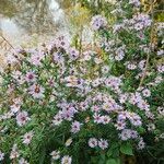 Symphyotrichum novi-belgii Hábito