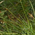 Carex pyrenaica Altro