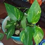 Epipremnum aureum Hoja