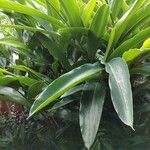 Alpinia zerumbet Leaf