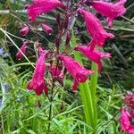 Penstemon barbatus Flor