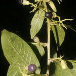 Cestrum reflexum Плод