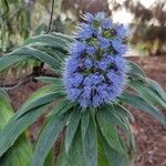 Echium callithyrsum Flower