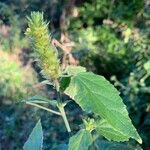 Malvastrum americanum Feuille