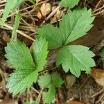 Fragaria virginiana Листок