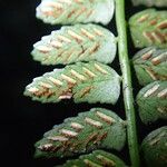 Asplenium barteri Folha