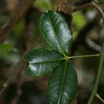 Zanthoxylum asiaticum पत्ता